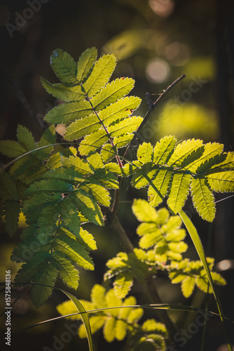 Leaves. Sunny June day in the forest. Close-up on a blurred background.