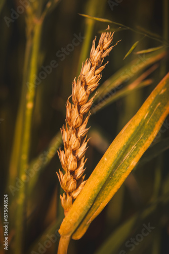Close-up of field plants on a blurred background. Sunny June day in the countryside.