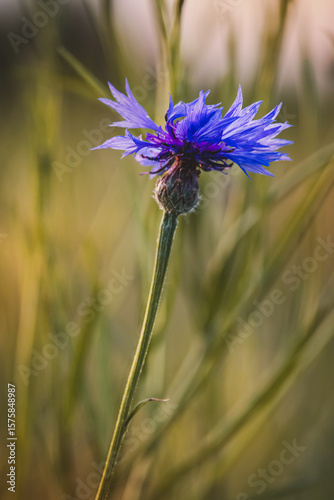  Cornflowers . Field plants on a sunny day in June . Close-up of a flower, blurred background .