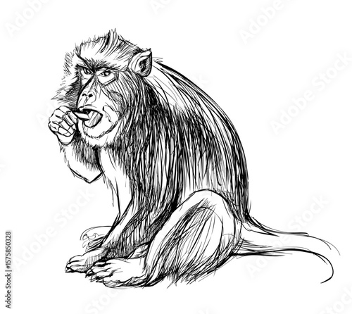 Illustration of cute monkey. Wildlife animals. Black and white isolated drawing of macaque for encyclopedia. Print for children book, encyclopedia, fabric, fashion, wallpaper. Hand drawn vector.