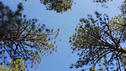 Looking up at pine trees and clear blue sky in the forest