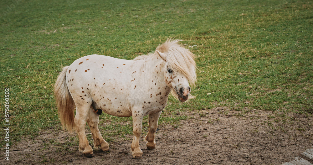 Obraz premium Cute Miniature Pony with Unique Spots Enjoying a Quiet Moment Outdoors