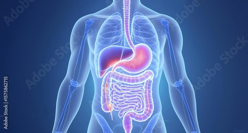 Glowing Digestive System Anatomy Illustration on Human Body, Healthcare Visualization, Medical Concept, Glowing Organ Display Vector Illustration