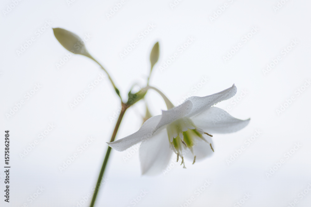 Fototapeta premium White flowers of Urceolina amazonica (Eucharis amazonica). Selective focus.
