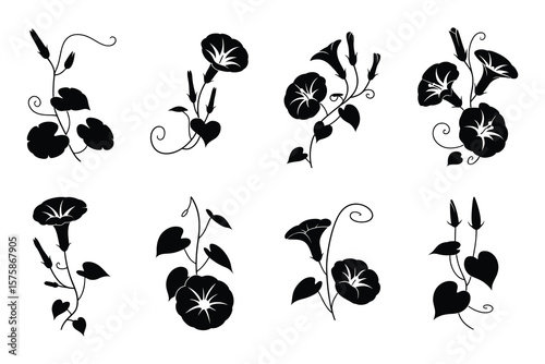 Black silhouette morning glory flowers and vines black and white