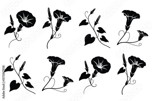 Black silhouette of morning glory flowers and buds on white background