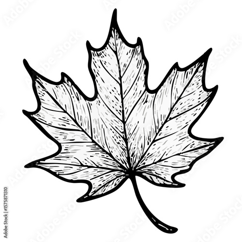 Blatt eines Ahorns - Ahornblatt 