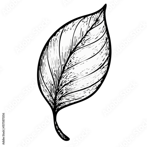 Blatt einer Buche - Buchenblatt