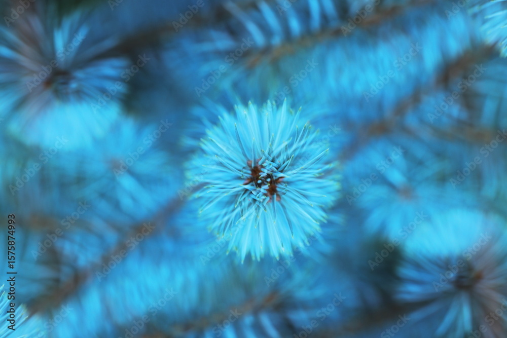 Obraz premium blue spruce, pine needles, close up, macro, evergreen tree, conifer branch, nature background, soft focus, bokeh, abstract nature, Christmas tree, natural texture, winter plant, forest detail, vibrant