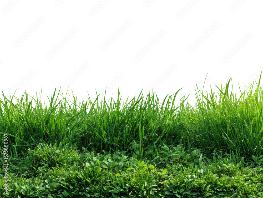 Fototapeta premium Lush green grass growth nature low angle view. Isolated on transparent background, png.