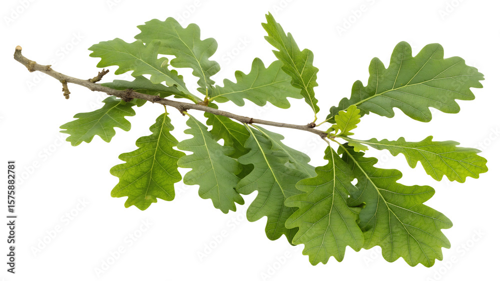 Fototapeta premium Oak branch with green leaves isolated PNG with Transparent Background