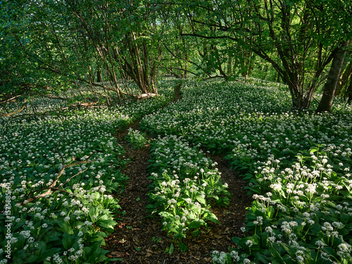 Fototapeta Naklejka Na Ścianę i Meble -  Góra Tuł. Czosnek niedźwiedzi. Beskidzki las.