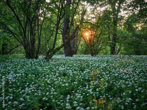 Fototapeta Naklejka Na Ścianę i Meble -  Góra Tuł. Czosnek niedźwiedzi. Beskidzki las. Beskid Mały, Śląsk Cieszyński