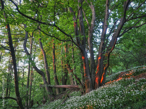 Fototapeta Naklejka Na Ścianę i Meble -  Góra Tuł. Czosnek niedźwiedzi. Beskidzki las. Beskid Mały, Śląsk Cieszyński