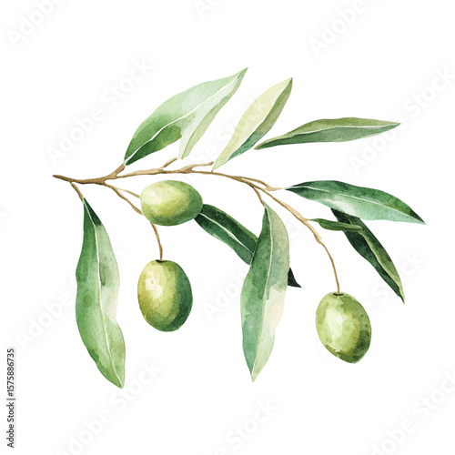 Wallpaper Mural Green olives with leaves isolated ob transparent background Torontodigital.ca