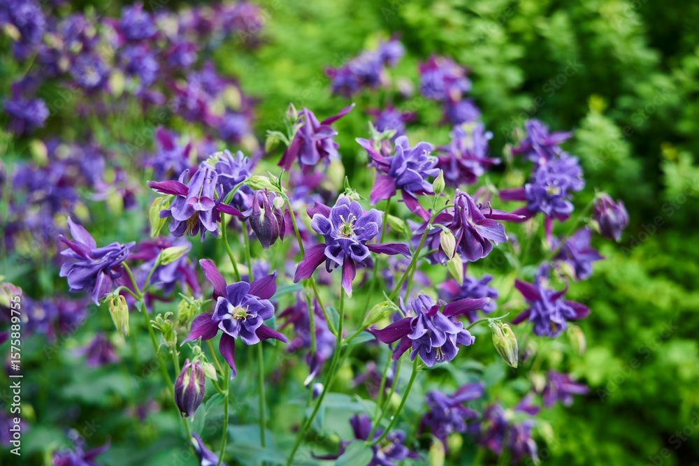 Obraz premium Flower plant Watershed, a genus of herbaceous perennial plants of the Buttercup family.