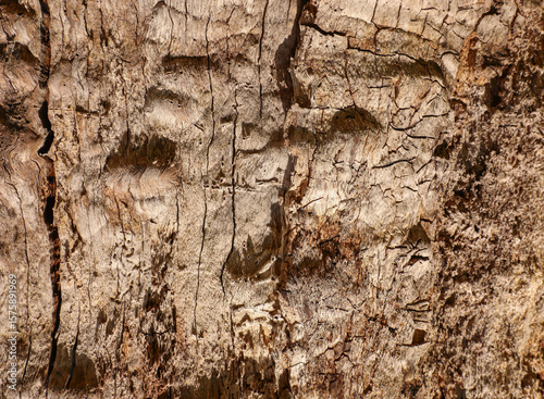 Amazing, natural and textured structure of the trunk of an old tree in the park, on which all the details are clearly visible, series 