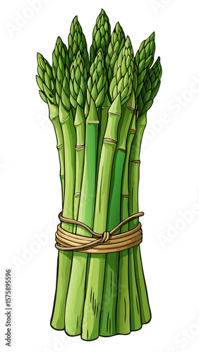 A bunch of green asparagus is tied together with a string. The asparagus is fresh and ready to be cooked