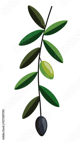 Olive tree with two olives hanging from it. The olive tree is green and the olives are black