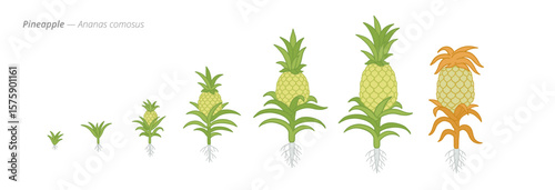 Pineapple Life Cycle - Botanical Vector Illustration for Agribusiness and Crop Management