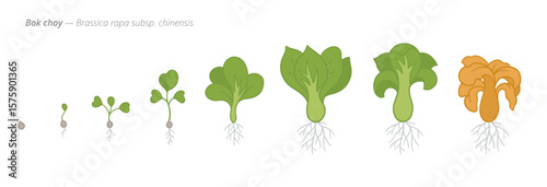 Bok Choy Life Cycle - Botanical Vector Illustration for Agribusiness and Crop Management