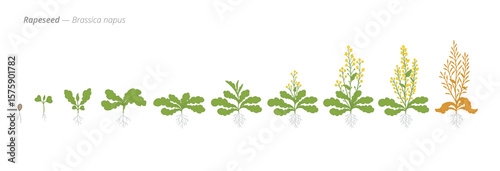 Rapeseed Life Cycle - Botanical Vector Illustration for Agriculture and Crop Planning