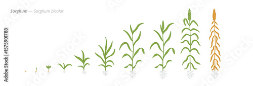 Sorghum Life Cycle - Botanical Vector Illustration for Agriculture and Crop Management