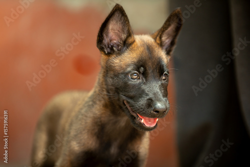 belgian shepherd puppy