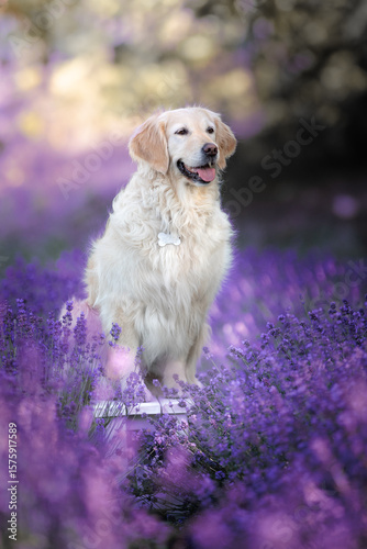 golden retriever puppy in a basket