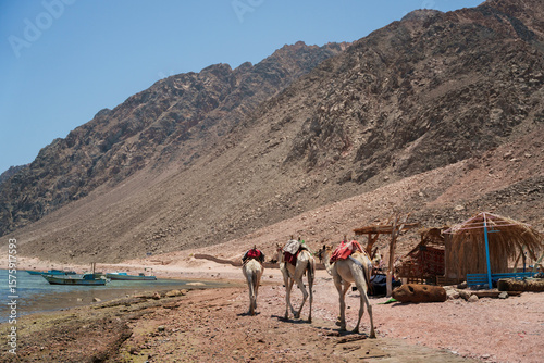 Three Arabian camels walking away from camera and rocky mountain range in the background