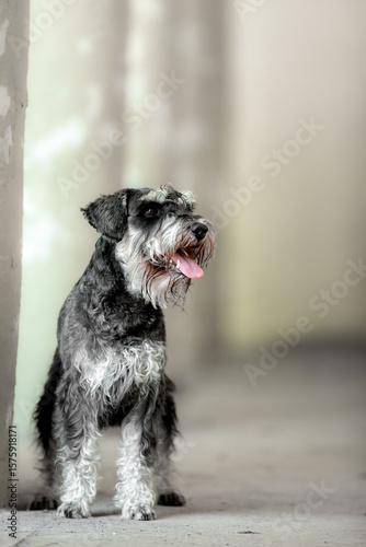 Miniature Schnauzer posing in front of an old building