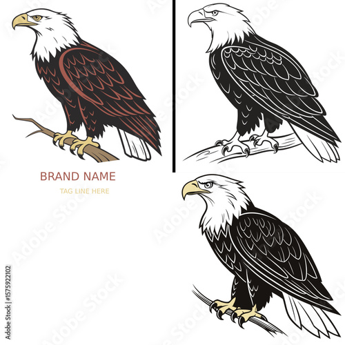 eagle on a white background