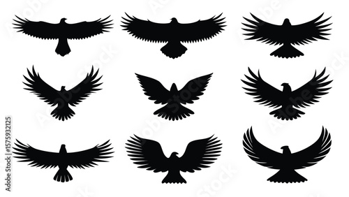 Black eagle silhouettes in flight bird flying