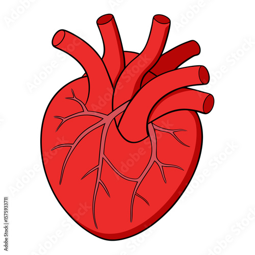 Red human heart with arteries and veins anatomy medical