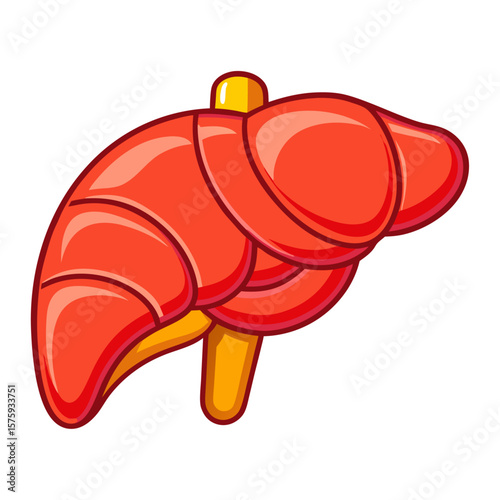 Stylized human liver with red and yellow colors human organ anatomy