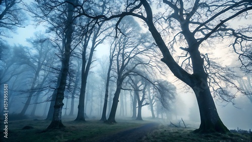 fog in the woods,winter, tree, snow, forest, nature, landscape, cold, trees, sky, park, frost, season, white, ice, branch, sun, wood, fog, road, path, blue, woods, mist, frozen, autumn