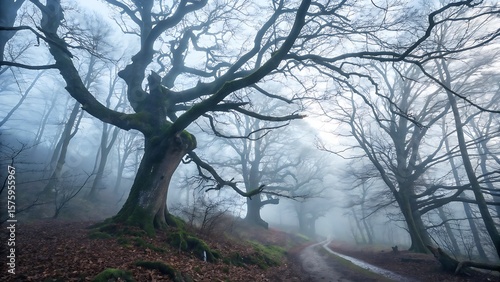 misty morning in the forest،tree, winter, nature, forest, landscape, snow, trees, fog, cold, sky, autumn, mist, frost, morning, park, wood, white, ice, season, blue, branches, branch, sun, woods