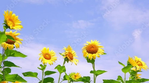 いかにも真夏らしいさわやかな青空と、太陽に向かって咲き誇るヒマワリで、夏休みのイメージ
