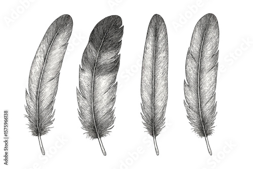 Realistic Bird Feathers Set. Hand Drawn Vector Illustration. Detailed Quill Collection. Isolated Plumage Elements. Nature, Wildlife, Ornithology, Boho, Tribal, Vintage Decor, Tattoo, Ethnic Design