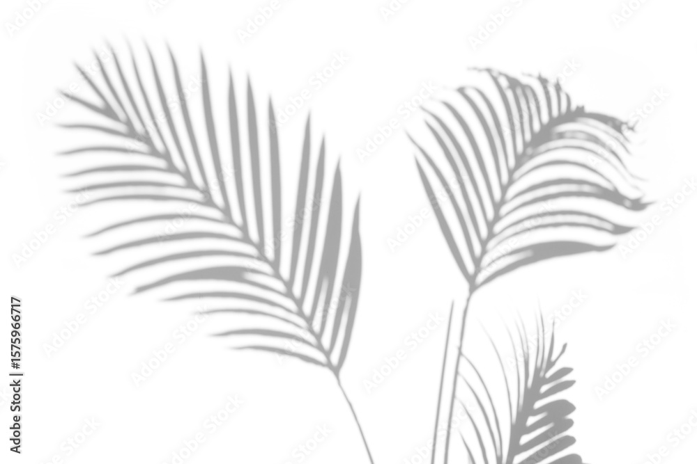 Obraz premium shadow overlay effects of realistic palm branch shadow isolated on transparent background,shadow for photo presentation interior backdrop mockup,Summer sunlight and shadow