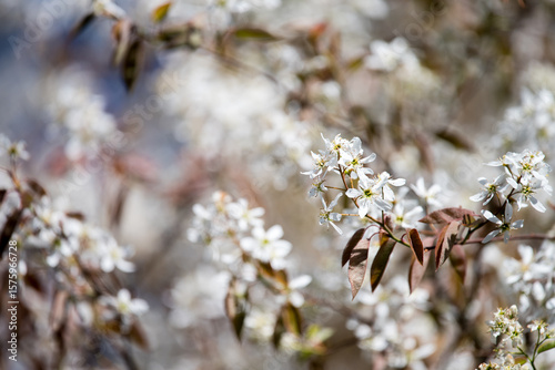 Close up of smooth serviceberry (amelanchier laevis) flowers in bloom.