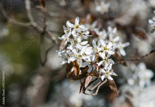 Close up of smooth serviceberry (amelanchier laevis) flowers in bloom.