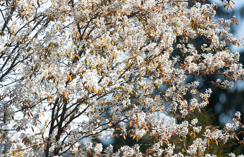 A tree of  smooth serviceberry in bloom. Flowers and young leaves.