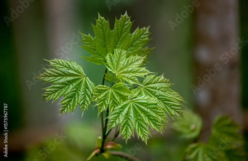 Young maple leaves close-up on a spring forest. Green background.