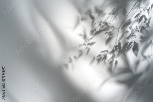 Abstract gray silhouette of tree branch. White wall background. Transparent blur shade of tropical leaves sunlight. Closeup of plant shadow motion by wind. Natural light bokeh. Trend Overlay effect