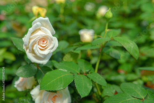 A white rose with an orange center stands out against the background of green leaves and other flowers. The plant looks healthy and well-maintained.