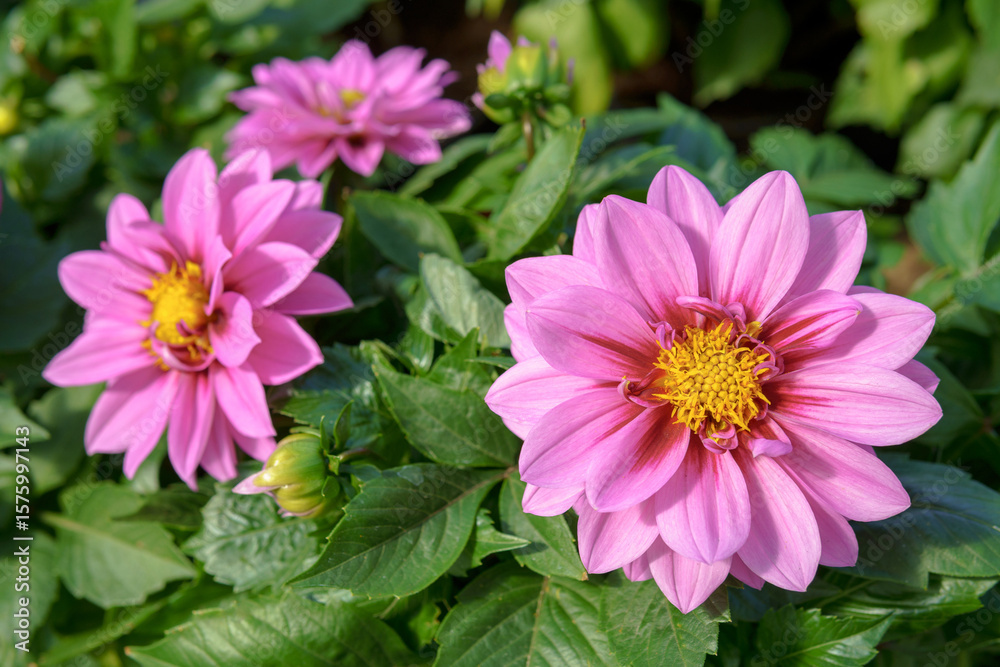 Fototapeta premium The hibiscus pink flowers with yellow stamens surrounded by green leaves. The flowers look fresh and bright against the green background.