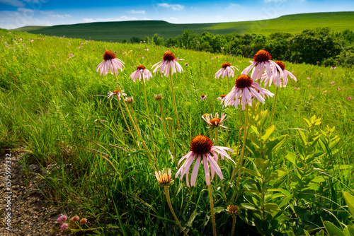 These purple coneflowers welcome hikers along the trail of the Konza Prairie of the Flint Hills near Manhattan, Kansas.