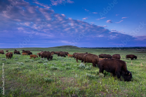Soft late evening lighting and low cloud cover illuminates this herd of Bison at Maxwell Gamer Preserve near McPherson Kansas.