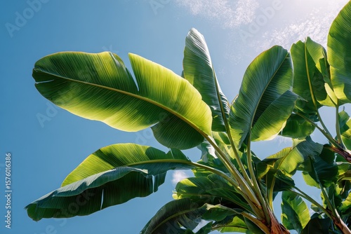 Lush green leaves reach towards sunny blue sky. Summer, nature, tropical